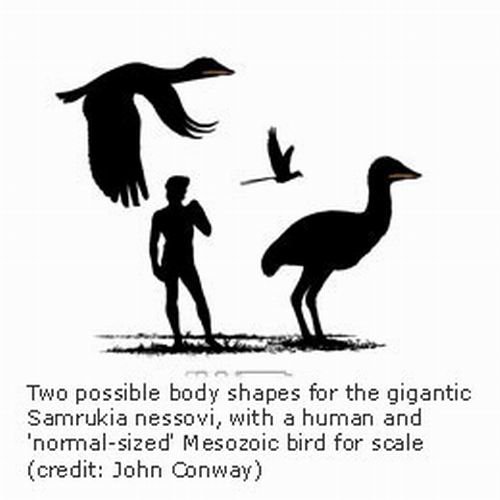 亚洲发现“史前凤凰鸟”化石 与恐龙同期生存_科技