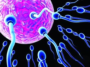 生命研究新突破：女性身体培育“人造精子”