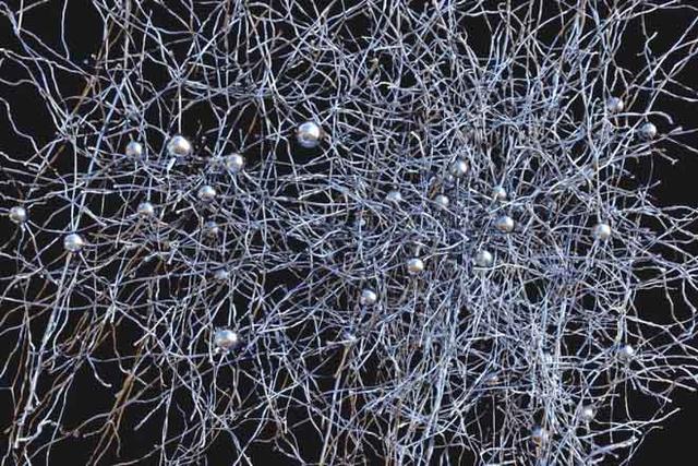 美学者发布迄今最大规模脑皮层神经网络研究成