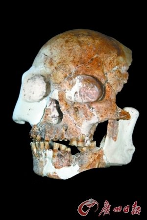 马鹿洞人的头骨在解剖学上是独一无二的