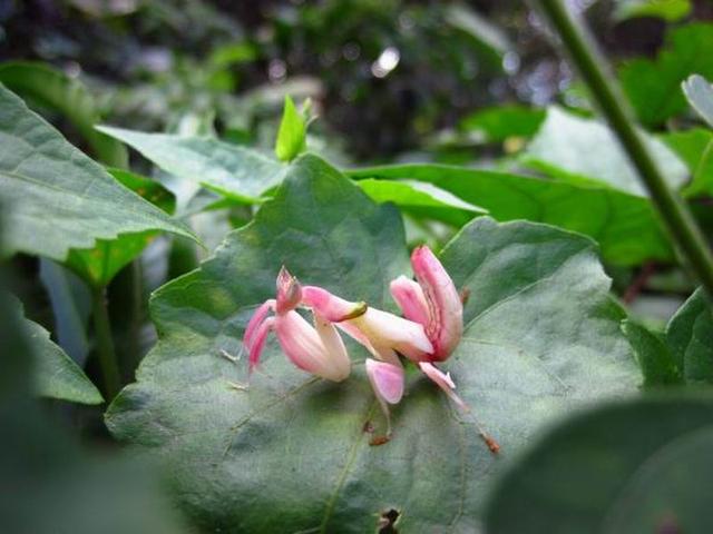 最新研究揭晓雌性兰花螳螂为什么像鲜艳花卉