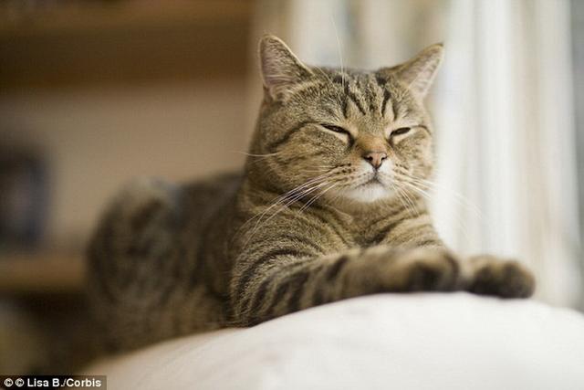 科学家揭开猫比狗长寿之谜