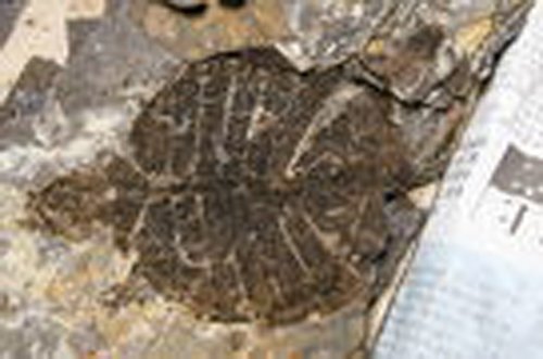 美国发现2.1亿年前晚三叠纪乌龟化石(图)_科技