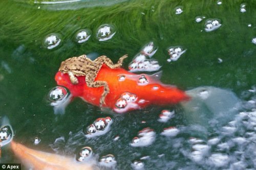 英国“懒惰”青蛙 坐在金鱼背上游池塘(图)