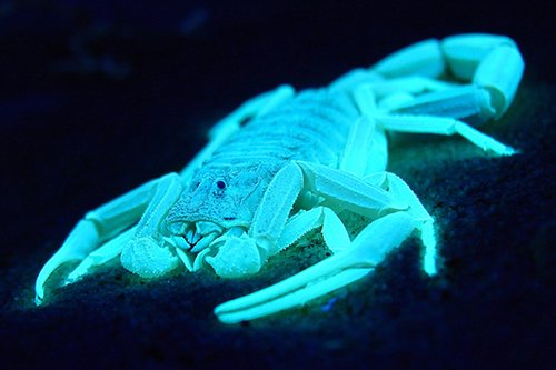 蝎子外骨骼是巨型“眼睛”反射光芒指点行动