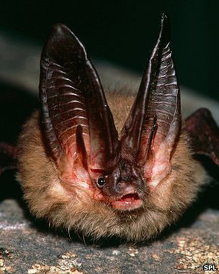 美发现白鼻真菌致蝙蝠大批死亡 传播势头迅猛(图)