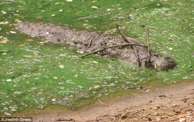 最新研究表明：鳄鱼利用小树枝巧妙诱捕鸟类