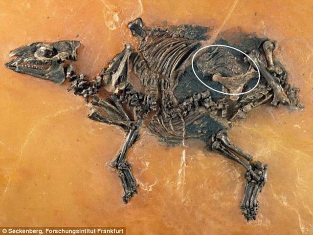 4700万年前母马子宫内发现未出生“胎儿”