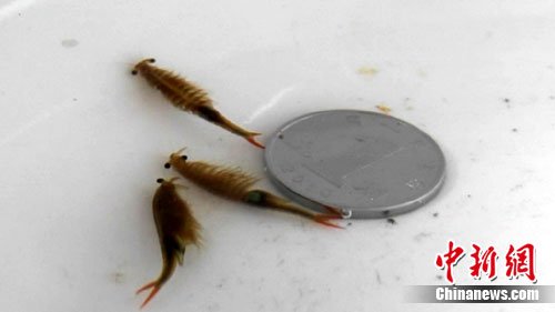 神秘生物现身郑州 像鱼像虾与恐龙同时代(图)