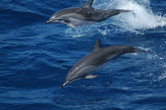 科学家发现杂交形成罕见细斑原海豚新物种