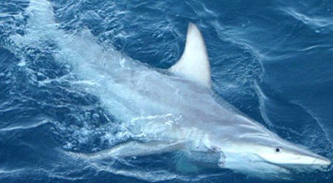 澳发现世界首批杂交鲨鱼 或因全球变暖导致