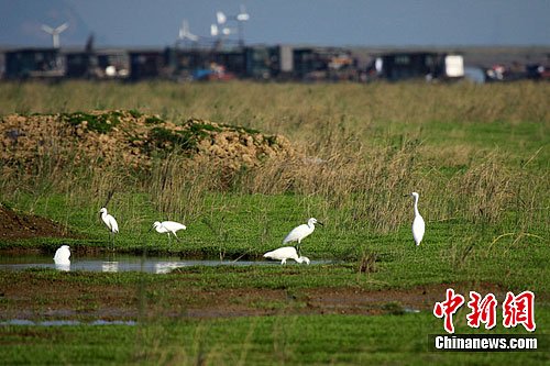 鄱阳湖保护区夏季候鸟南迁 鸟类数量锐减