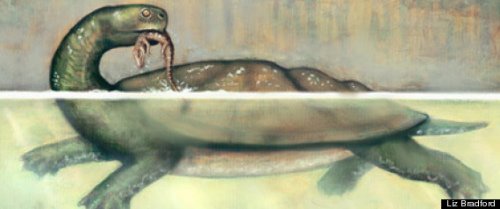 科学家发现巨型乌龟化石 曾以捕食鳄鱼为生