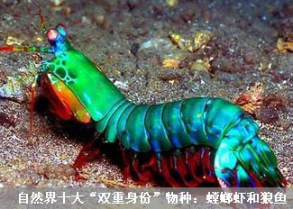 自然界十大“双重身份”物种