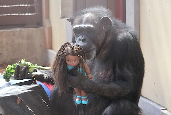 研究称：黑猩猩具有非常强烈的社交天性
