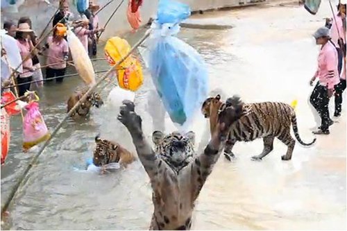 泰国动物园给老虎灌药供游客戏弄被狂批