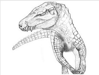巴西发现新物种化石 其貌不扬竟是恐龙杀手_科技