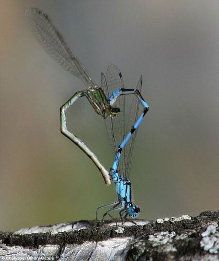 俄罗斯摄影师拍下"心"形蜻蜓