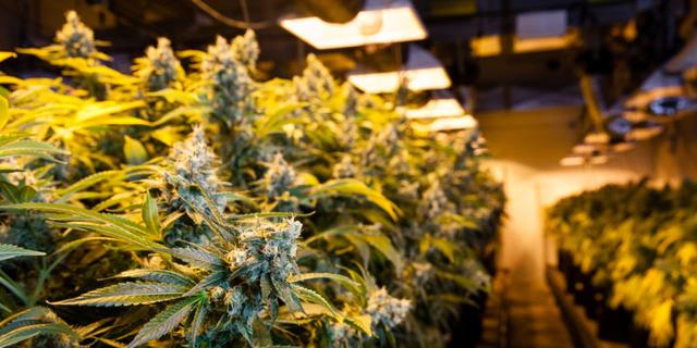 微软将开发软件 协助大麻合法化销售
