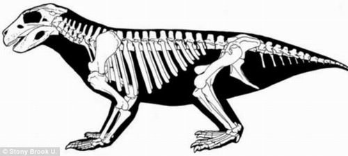 考古学家发现0.66亿年前长猪鼻素食鳄鱼