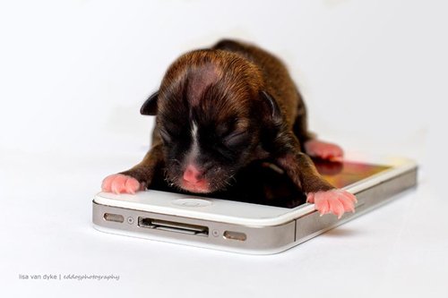 世界上最小的腊肠犬：体长仅10厘米(图)