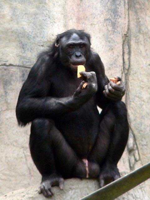 美医学院建议严格限制生物学研究使用黑猩猩