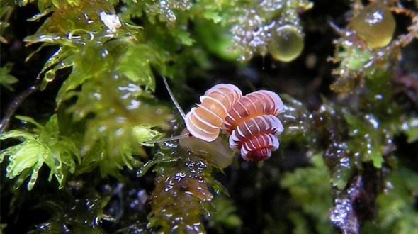 史上最悲催蜗牛：刚被发现就归为濒危物种