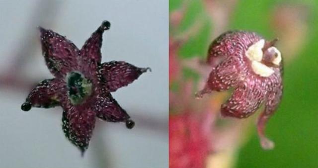 日本发现植物新物种靠“吃”真菌维生