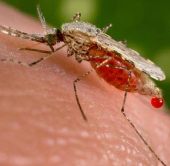 蚊子是生态系统中不可或缺的组成部分