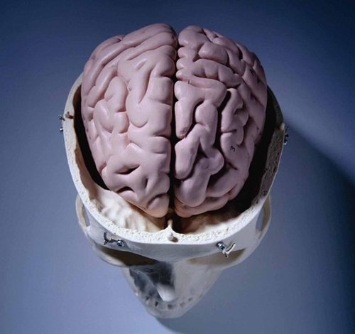 日本研究人员揭开运动使大脑重返年轻的奥秘