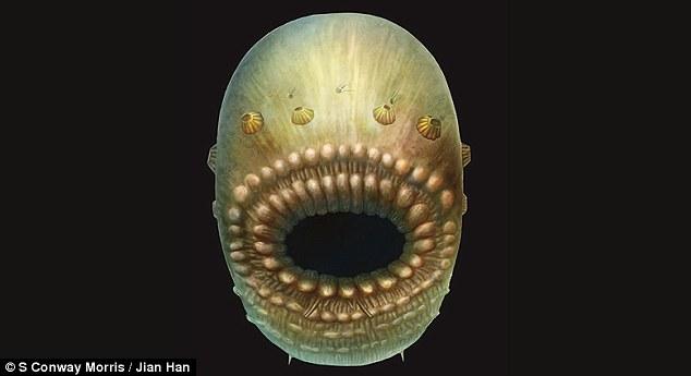 剑桥科学家:大嘴巴无肛门生物或为人类最早祖