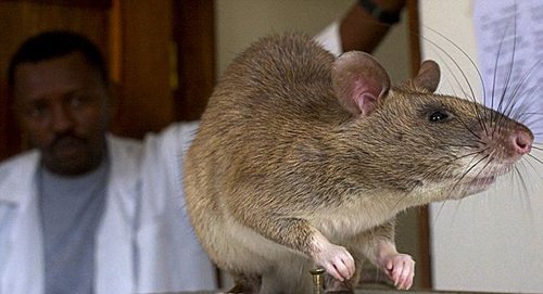 巨型老鼠入侵美国佛罗里达州 体重可达4公斤