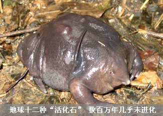 地球十二种“活化石”