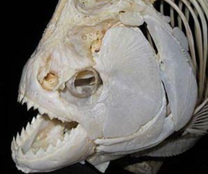 科学家发现史前食人鱼咬力惊人 轻松粉碎骨骼