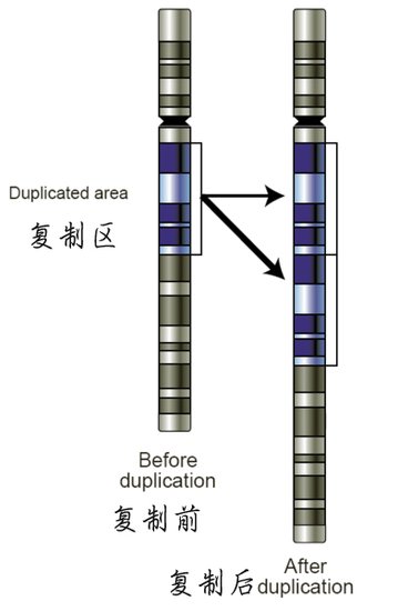 基因缺失阻碍人长高 基因拷贝数目变异影响大