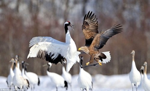 一只老鹰想抢走丹顶鹤的食物，遭到丹顶鹤的反击。