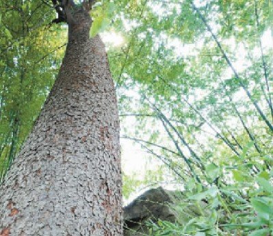 重庆綦江发现野生南川木菠萝树 树龄百年(图)_科技