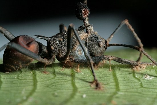 蚂蚁懂以毒攻毒引入寄生真菌消灭僵尸真菌