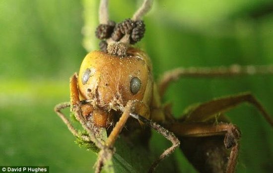 蚂蚁懂以毒攻毒 引入寄生真菌消灭僵尸真菌