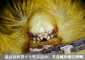 盘点自然界十大怪异昆虫