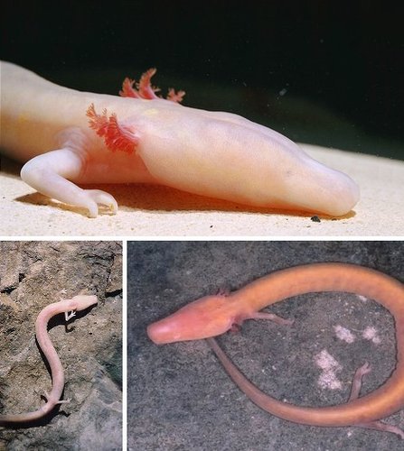 十大最神秘无眼动物:"人鱼"洞螈可活百年