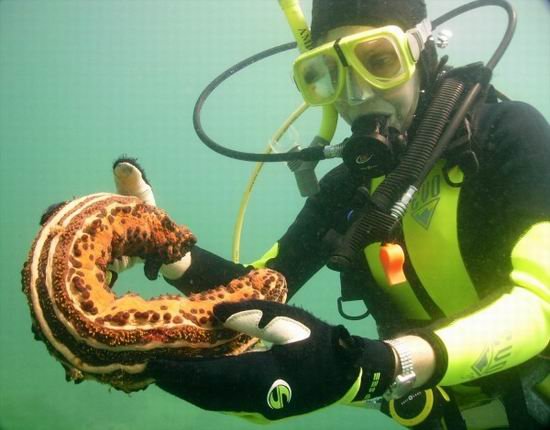 最新研究证实美国红海参通过肛门摄取食物