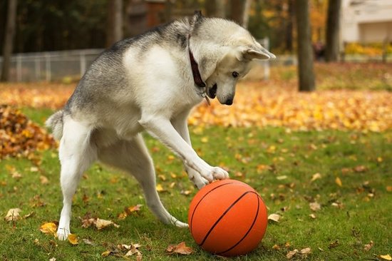 最新研究发现狗理解词语方式与人类不同