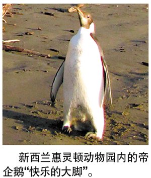 帝企鹅难适应新西兰气候 动物园准备放生_科技