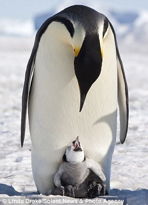 孵化过程中企鹅爸爸要站立4个月不吃不喝,仅靠一点雪水维生.