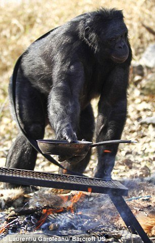 美国倭黑猩猩生火做饭 树枝树叶为工具