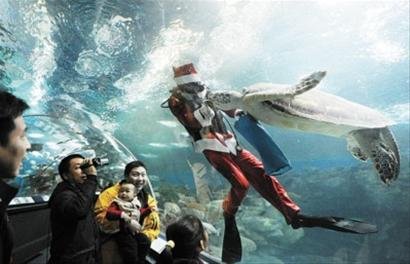 海洋馆发保护海龟倡议 圣诞老人与海龟共舞