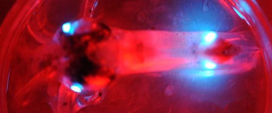 科学家揭秘“玻璃乌贼”神奇隐身术(组图)_科技