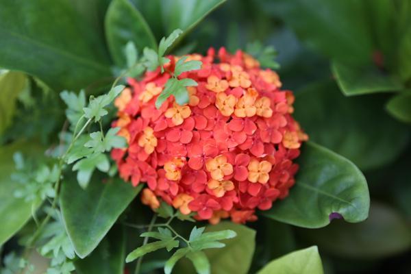 锤子手机T1评测:个人色彩极重的产品