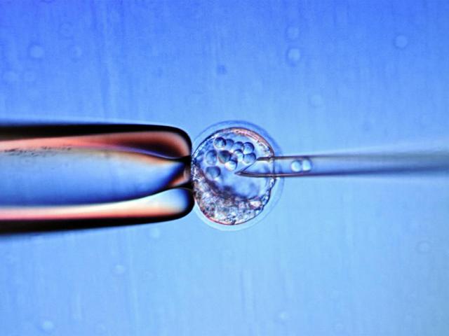 人类胚胎研究突破性进展：宫外存活13天